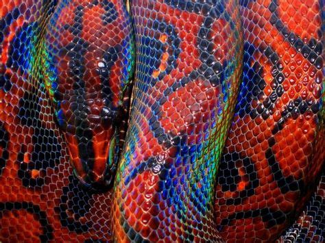  Boa: Un Reptil Atractivo con escamas brillantes que desliza entre la selva con una gracia hipnótica