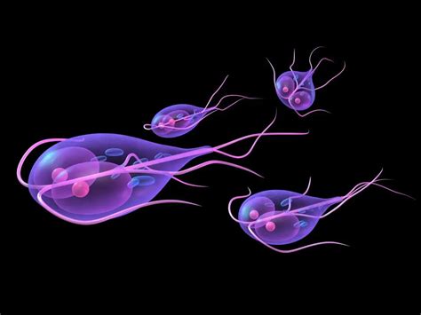  Giardia: Un Protista Microscópico con un Apetito Insaciable por los Nutrientes Intestinales