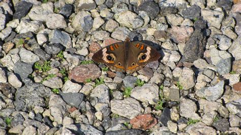  Junonia! Una Poliqueta Con una Curiosa Forma de Caminar