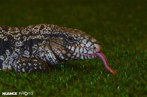  Lagarto! Descubriendo la Fascinante Vida de Este Reptil Escalador con Escamas Brillantes