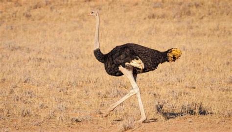  Ñandú: ¡Descubra la fascinante vida de este ave que corre más rápido que un corredor olímpico!