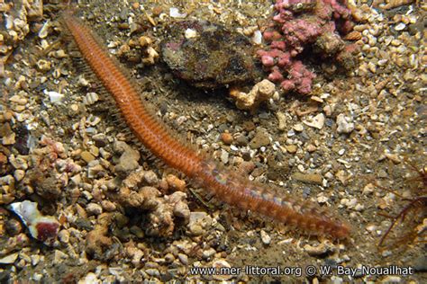  Polynoe: ¿Un Gusano de Mar que Te Hará Cantar? Un gusano marino con tentáculos vibrantes que danza en las profundidades oceánicas, ¡esperando pacientemente a su próxima comida!