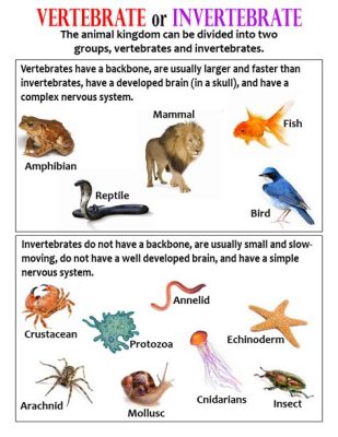  Urochordata: ¿Los animales que desafían las líneas entre invertebrados y vertebrados?