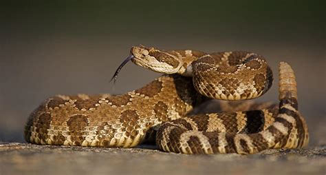  Vibora de Cascabel: ¡Descubre la fascinante danza del sonido en el reino de los reptiles!