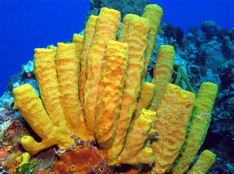  Yellow Tube Sponge: Unmasking the Master Builder and Architect of the Deep Sea!