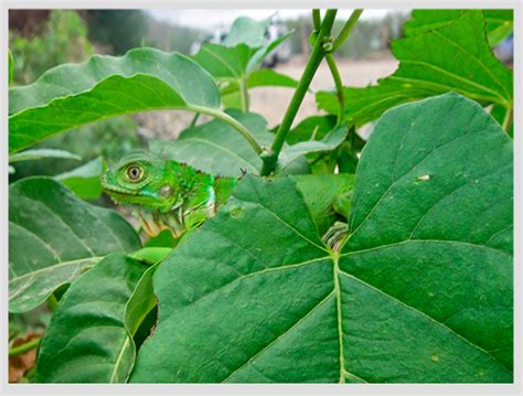  Apicomplexa: ¿Conoces al maestro del camuflaje microscópico que habita en tu cuerpo?