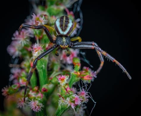  Atrapado en la Telaraña del Amor: Descubriendo el Fascinante Mundo de la Araña