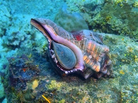  Hormiga de Mar: ¡Un Molusco Escondidos Con una Apariencia Sorprendentemente Elegante!