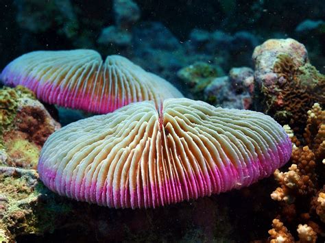  Mushroom Coral: ¿Conoces el hongo del mar que baila con la corriente?