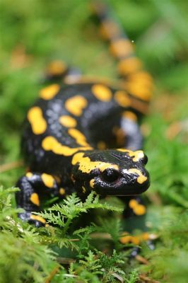  Newt: ¡Descúbre las curiosas características de este anfibio que se mimetiza con la naturaleza!