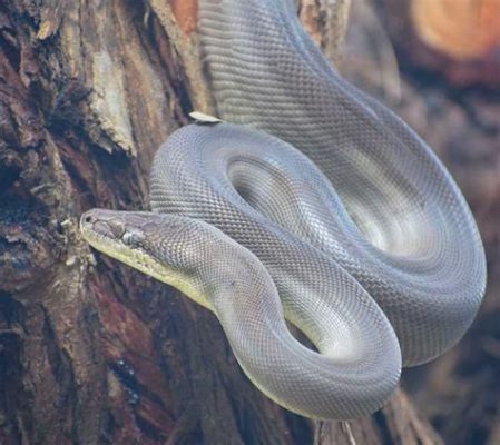 ¡Olive Python! Un reptil escurridizo con escamas brillantes y un apetito voraz por presas vivas.