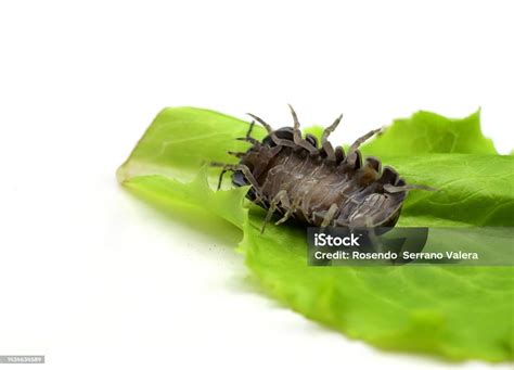  Oniscus Ascellus: Una Criatura de Mil Piernas que Despierta Curiosidad en Jardines Escondidos