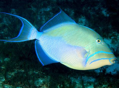  Queen Triggerfish: A Master of Deception and a Colorful Jewel of the Reef!