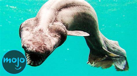  Queletia! Un Misterioso Huesped de las Profundidades Marinas con una Estructura Inusual