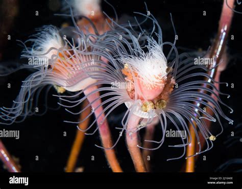  Tubularia, ¡un verdadero mago de la transformación en el mundo submarino!