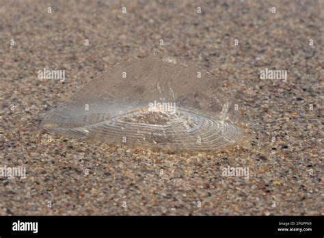  Velella: Un Misterioso Animal Marino que Flota y Viaja con el Viento