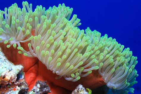  Volitans Anemone: ¡Un animal marino fascinante con tentáculos radiantes que capturan presas de manera sorprendente!