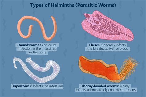  Whitworthius - Un gusano intestinal que vive la vida a todo gas, ¡un parásito trematódeo con estilo!