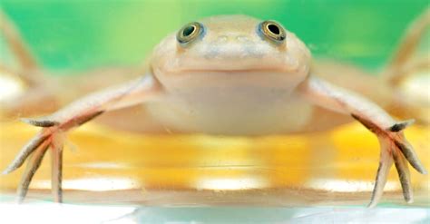  Xenopus: ¡Una rana africana que canta con sus dientes!