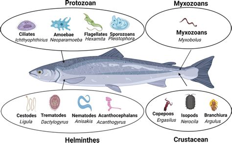   Xenosporidium! Un Intrigante Parásito que Habita en el Intestino de los Peces