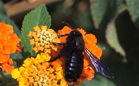  Xylocopa: ¡Abejas carpinteras que taladran madera para construir sus hogares!