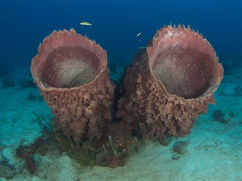  Yellow Barrel Sponge: Un Esponja que Vive una Vida Sótano Bajo el Mar